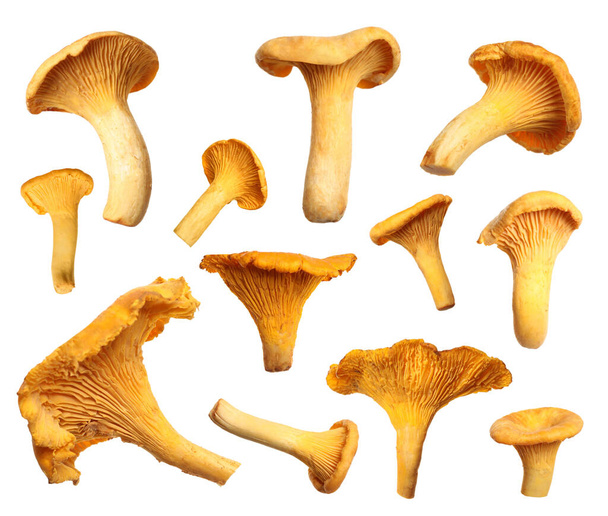 Set of fresh chanterelle mushrooms on white background - Valokuva, kuva