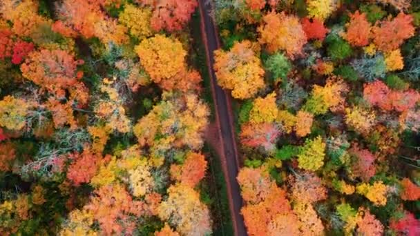 Красива повітряна подорож, дивлячись вниз і перетинаючи вузьку діагональну мощену дорогу, частково покриту листям між різнокольоровими деревами з осіннім листям зеленого, червоного, помаранчевого і жовтого кольорів
. - Кадри, відео