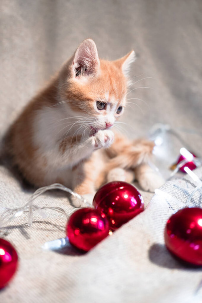 A small fluffy red kitten sits on a cozy blanket next to a garland and red Christmas balls. Home cute cat with Christmas decorations. The kitten washes its paw. - Photo, Image