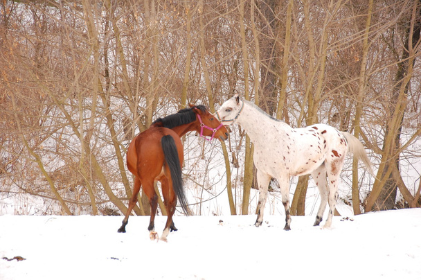 atlar - Fotoğraf, Görsel