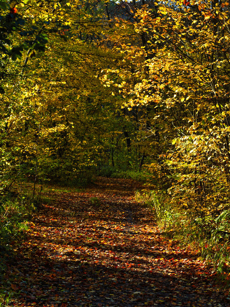 El camino hacia el bosque en otoño en Alemania - Foto, imagen