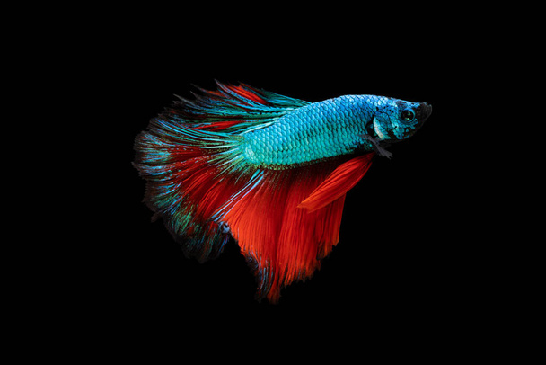 Action de natation de Betta, poisson de combat siamois, Betta colorée, pla-kad (poisson piquant) thaï ; Betta demi-lune bleue et rouge isolée sur fond noir - Photo, image