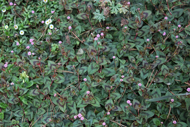 Persicaria capitata, ősz a zágrábi parkokban, Horvátország, Európa - Fotó, kép