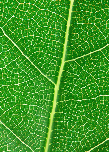 Laurel leaf - 写真・画像