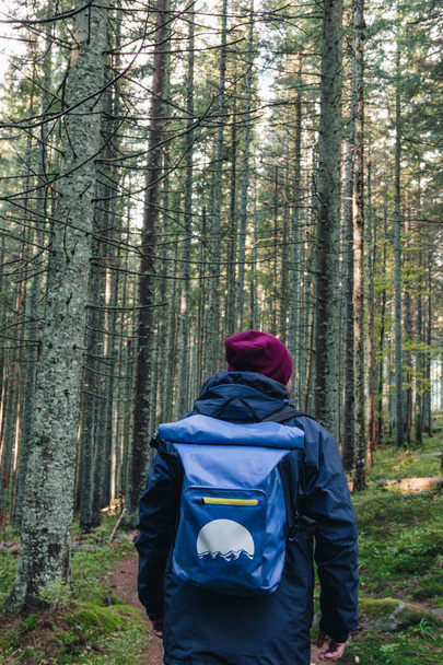 Back view of man tourist with backpack walking through the fir forest in The Carpathians, Ukraine - Fotografie, Obrázek