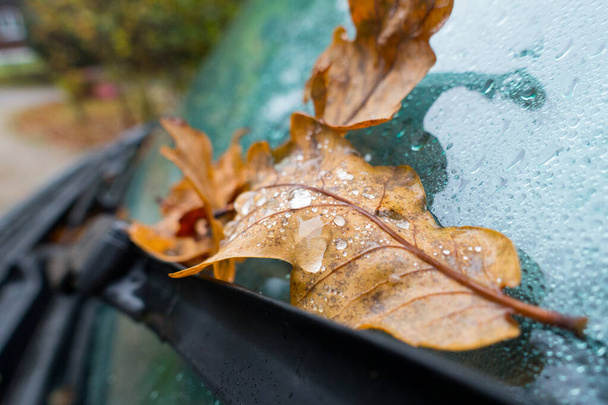 Une feuille d'automne avec des gouttes de rosée matinale est assise sur une lame d'essuie-glace de véhicule. - Photo, image