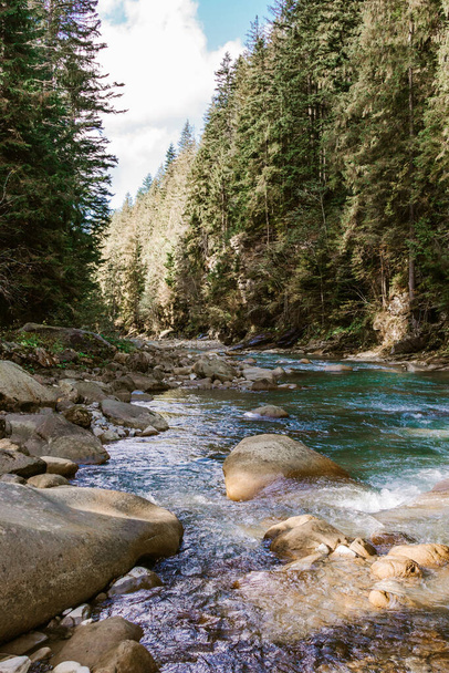 Mountain river flowing through the pine trees - Foto, Bild