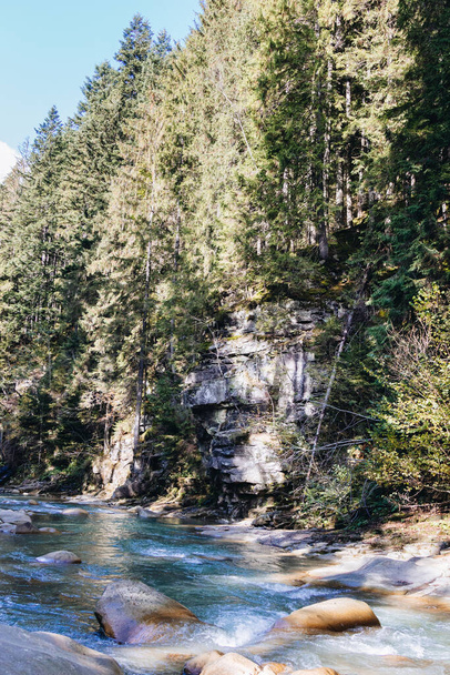 Mountain river flowing through the pine trees - Foto, Imagem