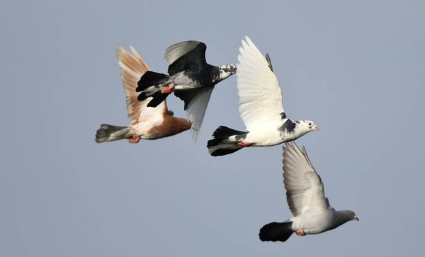 Pombas e pombos em voo, juntamente com um fundo azul céu.  - Foto, Imagem