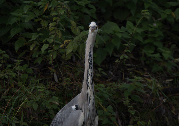 Heron facing the camera with bushes in the background, only the top half of the bird is visible.  - Photo, Image