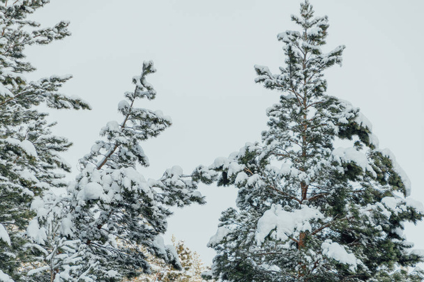 Borový les v mrazivý den. Větve stromů jsou pokryty mrazem a sněhem. - Fotografie, Obrázek
