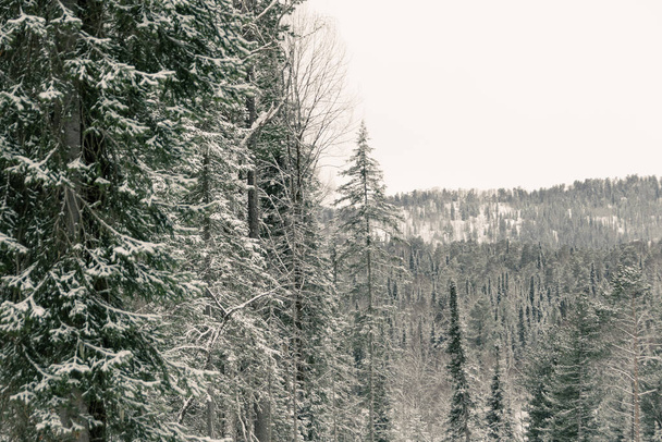 Bosque de coníferas nevadas en la ladera. Los árboles están cubiertos de nieve y heladas en el día de invierno.. - Foto, Imagen