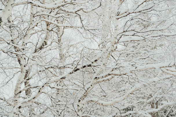 Biancaneve foresta invernale con rami d'albero ricoperti di gelo - Foto, immagini