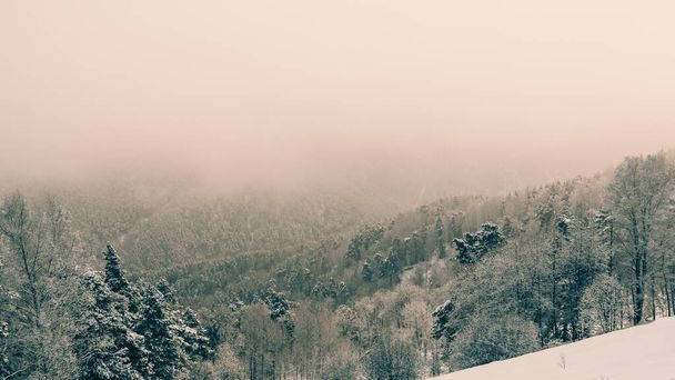 Forêt de neige dans la brume douce du matin givré - Photo, image
