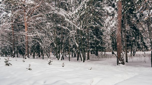 Winterlandschaft. Der Wald am Hang ist von Schnee und Frost bedeckt. Kaltes Wetter in Sibirien. - Foto, Bild