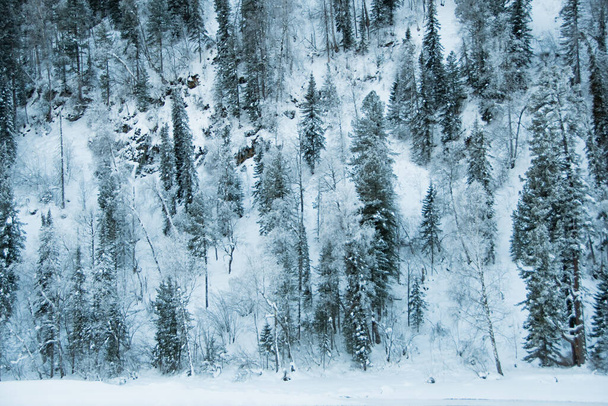 Χιόνια στην πλαγιά του λόφου. Νεραϊδοδάσος με παγετό σε κλαδιά πεύκων. Χειμώνας σκοτεινό και ομιχλώδες δάσος στην πλαγιά του λόφου - Φωτογραφία, εικόνα