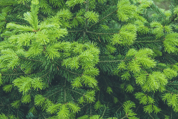 Green branches of spruce in summer forest - Fotoğraf, Görsel
