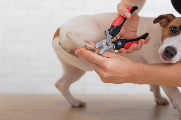 A woman cuts her claws on a Jack Russell Terrier. Frightened dog in grooming procedure - Fotografie, Obrázek