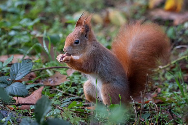 The red squirrel or Eurasian red squirrel is a species of tree squirrel in the genus Sciurus common throughout Eurasia. The red squirrel is an arboreal, primarily herbivorous rodent - Photo, Image