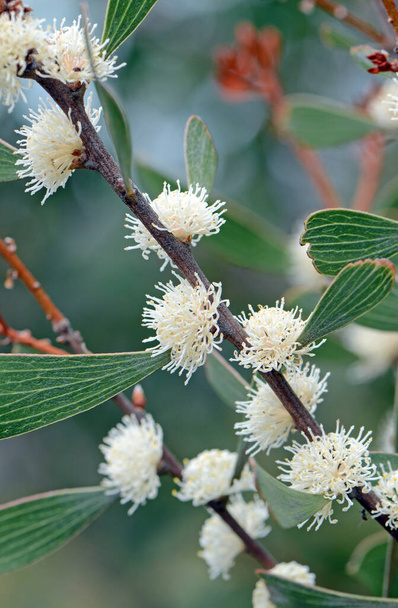 Κρεμώδη λευκά άνθη της αυστραλιανής γηγενούς Finger Hakea, Hakea dactyloides, οικογένεια Proteaceae. Ενδημική σε NSW με μικρούς πληθυσμούς στο νοτιοανατολικό Κουίνσλαντ. Άνοιξη και καλοκαίρι ανθοφορία - Φωτογραφία, εικόνα