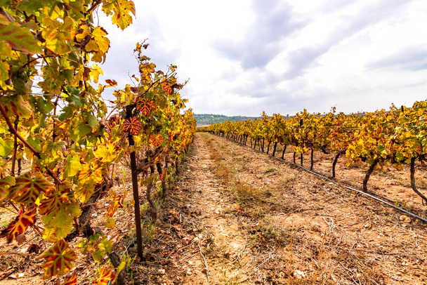 Řady vinic s barevnými podzimními listy na zamračeném pozadí oblohy. Izrael - Fotografie, Obrázek
