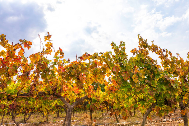 Řady vinic s barevnými podzimními listy na zamračeném pozadí oblohy. Izrael - Fotografie, Obrázek