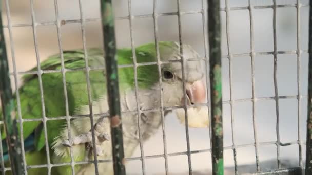 πτηνά σε ένα μεγάλο κλουβί στο πάρκο - Πλάνα, βίντεο