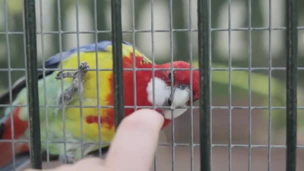 birds in a large cage in the Park - Footage, Video