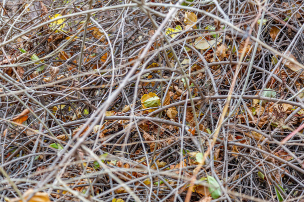 Pianta secca insolita in un parco cittadino a fine autunno - Foto, immagini