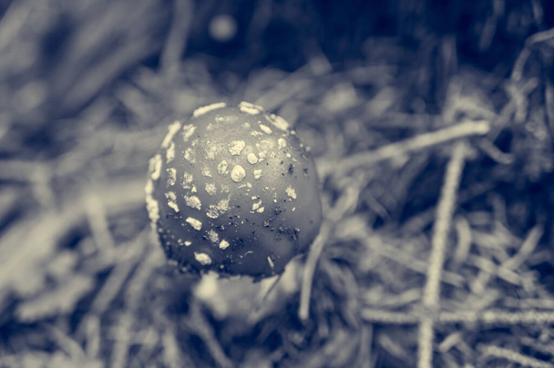Detail of fly amanita poisonous mushroom growing on forest floor. - Photo, Image