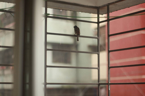 窓の中の美しい雀. - 写真・画像