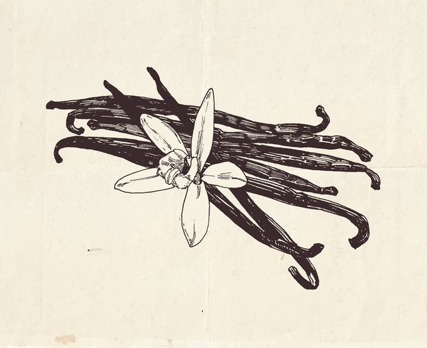 Vanilla pods with vanilla flower, vintage graphic illustration - Вектор,изображение