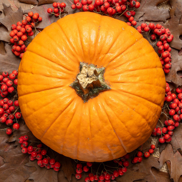 Fondo del día de Acción de Gracias con calabaza naranja y hojas de roble. Bodegón de otoño. Halloween vacaciones. - Foto, imagen