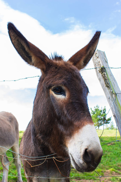 Brown donkey behind wire fence. Curious fluffy donkey looking at camera. Rural scene. Domestic animals. Livestock concept. Cute donkey portrait. Countryside concept. Adorable mule on farm. - Photo, Image