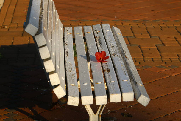 lavička k odpočinku v městském parku na pobřeží Středozemního moře v severním Izraeli  - Fotografie, Obrázek