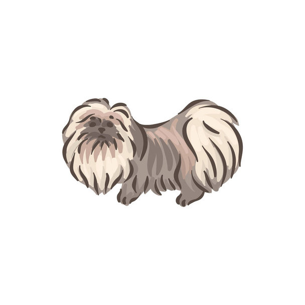 Cute dog Pekinese breed pedigree vector illustration  - Vector, Image