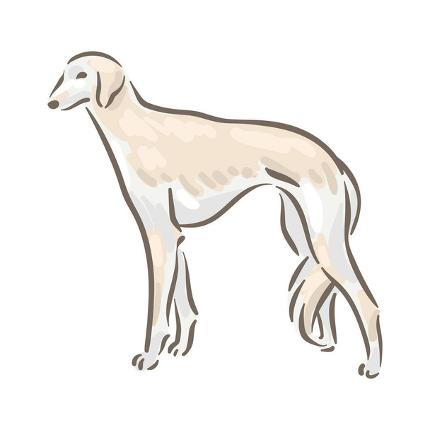 Carino cane razza Saluki pedigree vettoriale illustrazione  - Vettoriali, immagini
