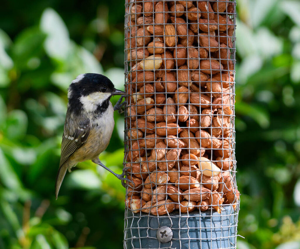 A Coal tit feeding at a nut bird feeder in a garden in Devon - Zdjęcie, obraz