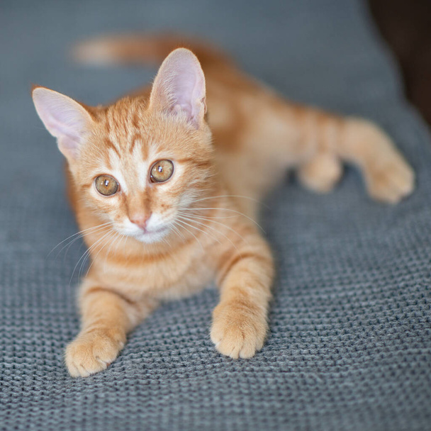 Cute red kitten with classic marble pattern lies on sofa. Adorable little pet. Cute child animal - Foto, afbeelding