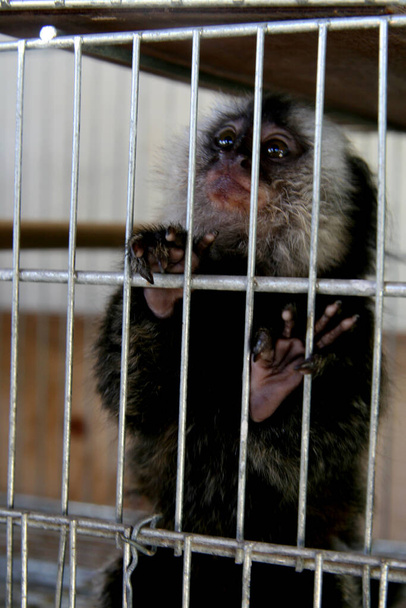 eunapolis, bahia / brazil - luty 25, 2008: marmoset widziany w klatce handlarza dzikimi zwierzętami w mieście Eunapolis, w południowej Bahii. {C: $aaccff} Tłumaczenie: - Zdjęcie, obraz