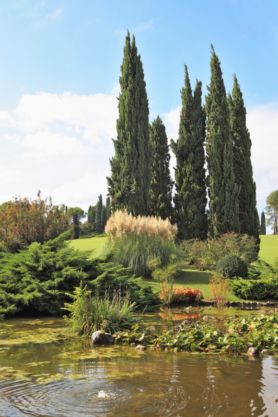 Slender cypress trees around the  pond - Zdjęcie, obraz
