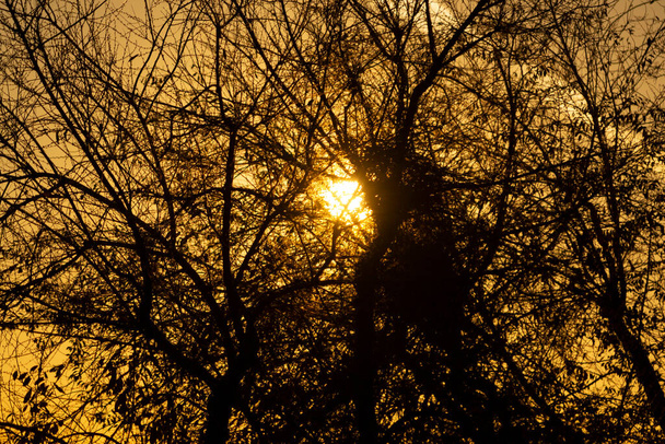 Der Sonnenuntergang, bei dem sich die Sonne an einem völlig klaren Tag hinter den Ästen der Bäume versteckt und einige Kondensstreifen aus den Flugzeugen sieht. Orangefarbener Himmel in Madrid, Spanien - Horizontale Fotografie - Foto, Bild