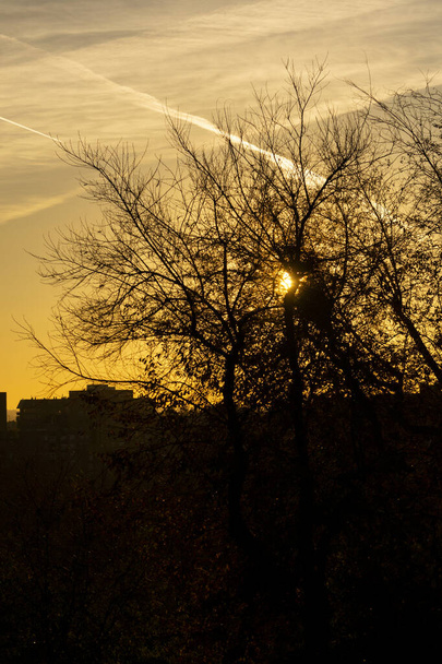 Der Sonnenuntergang, bei dem sich die Sonne an einem völlig klaren Tag hinter den Ästen der Bäume versteckt und einige Kondensstreifen aus den Flugzeugen sieht. Orangefarbener Himmel in Madrid. Vertikale Fotografie - Foto, Bild