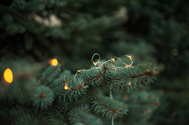 ramas de abeto, árbol de Navidad, ramas de abeto de cerca - Foto, imagen