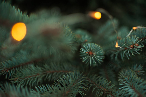 Luc ágak, karácsonyfa, lucfenyő ágak közelkép - Fotó, kép