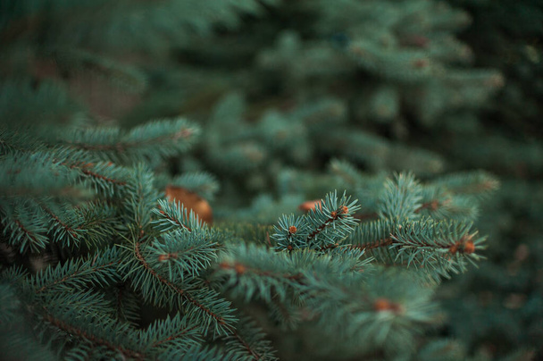 Fichtenzweige, Weihnachtsbaum, Fichtenzweige aus nächster Nähe - Foto, Bild