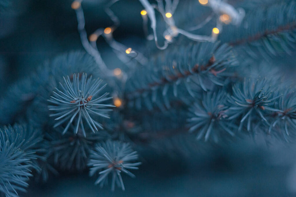 Κλαδιά ελάτης, χριστουγεννιάτικο δέντρο, κλαδιά ελάτης close-up - Φωτογραφία, εικόνα