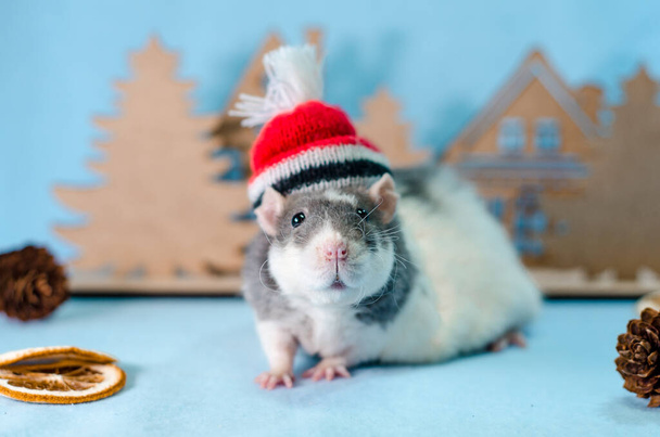 Szürke patkány karácsony piros kalap fák, narancs szeletek és kúp kék alapon, egészséges élelmiszer és táplálkozás koncepció - Fotó, kép