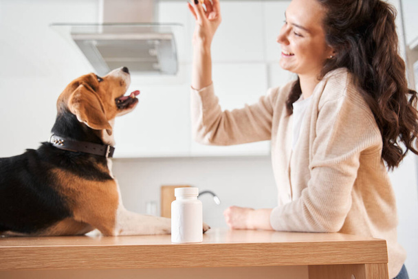 Beagle regardant le régal à sa main de propriétaire femelle - Photo, image