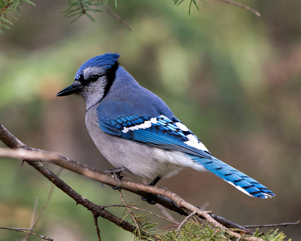 Blue Jay close-up perched on a branch with a blur background in the forest environment and habitat displaying blue feather plumage wings. - Foto, imagen